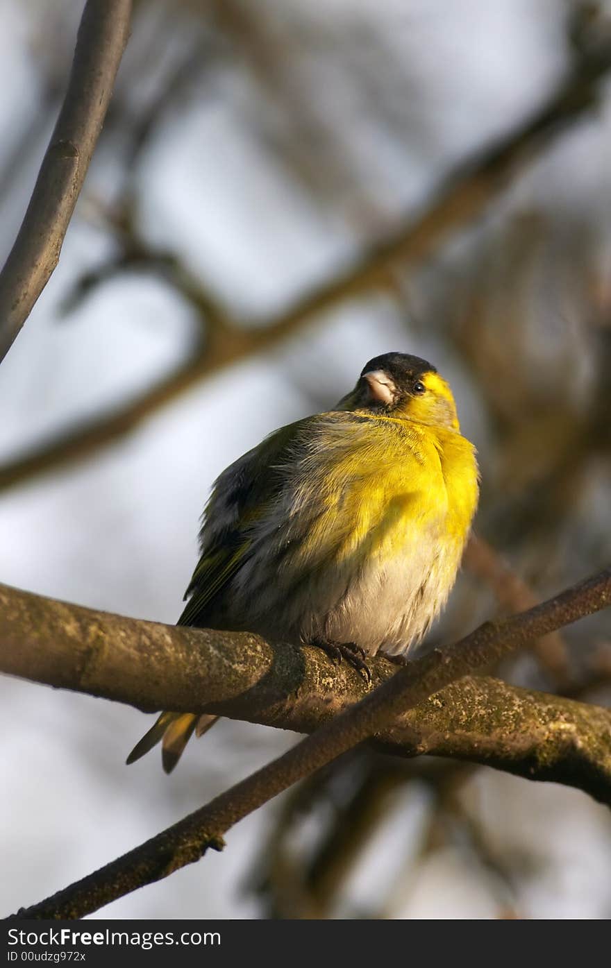 Siskin