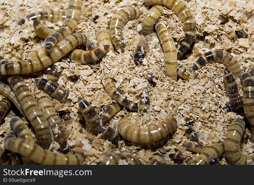 Close-up of big fat larvas. Can be use as a background.