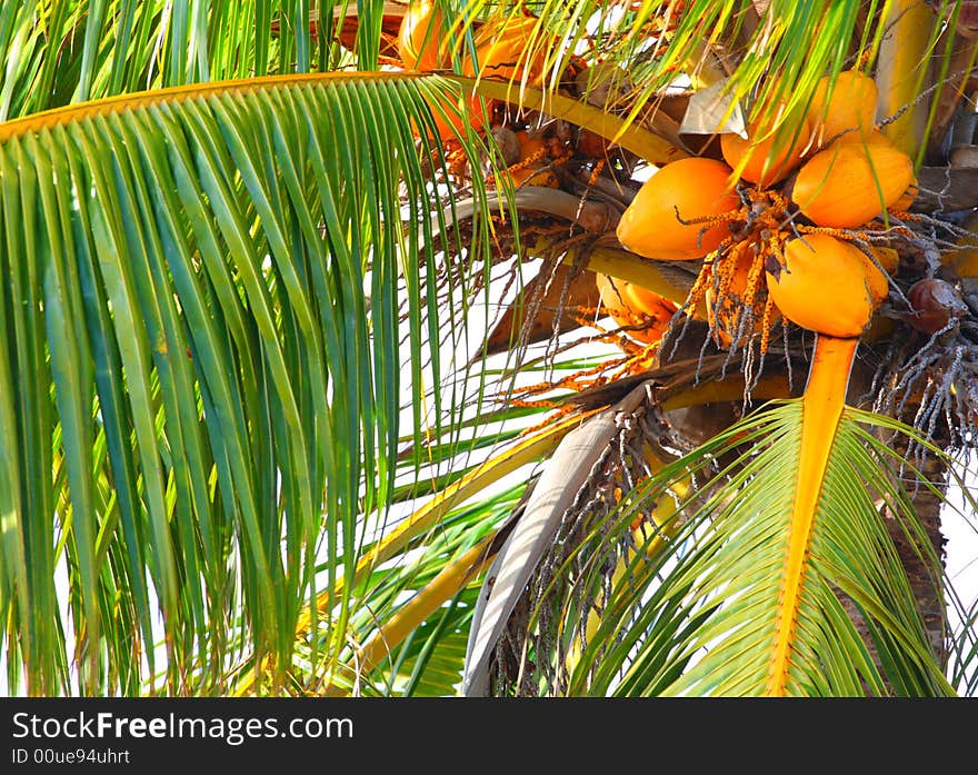 Colorful coconuts hanging around on a tree.