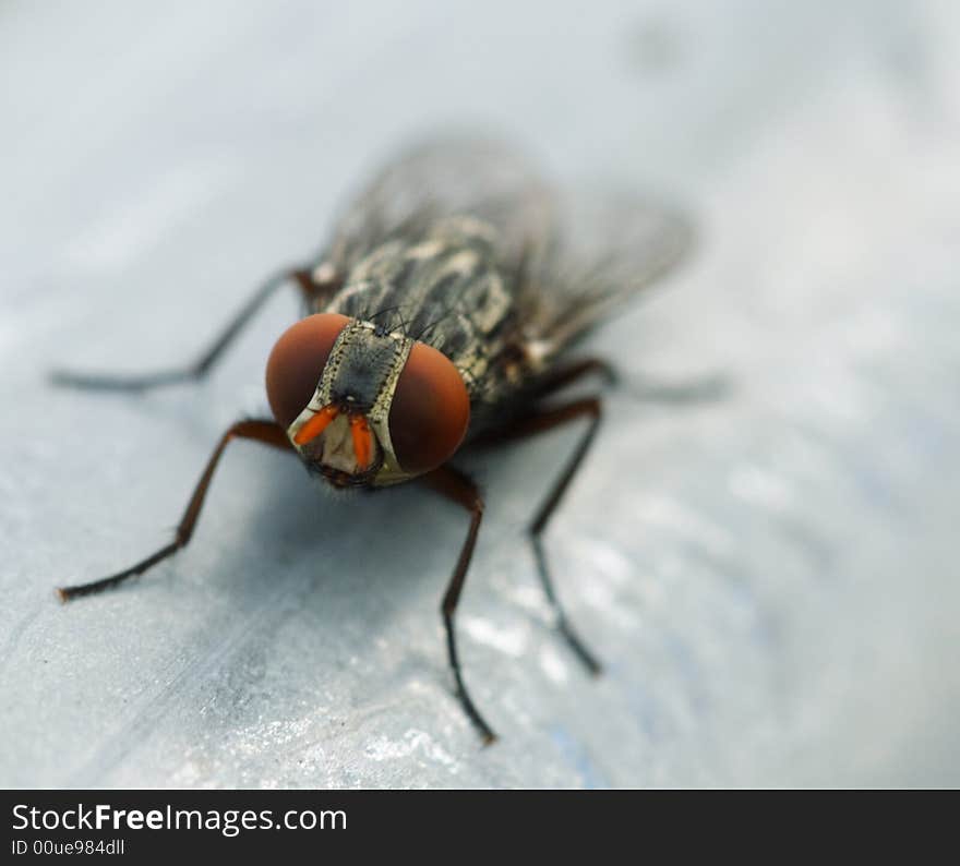 Fly Macro