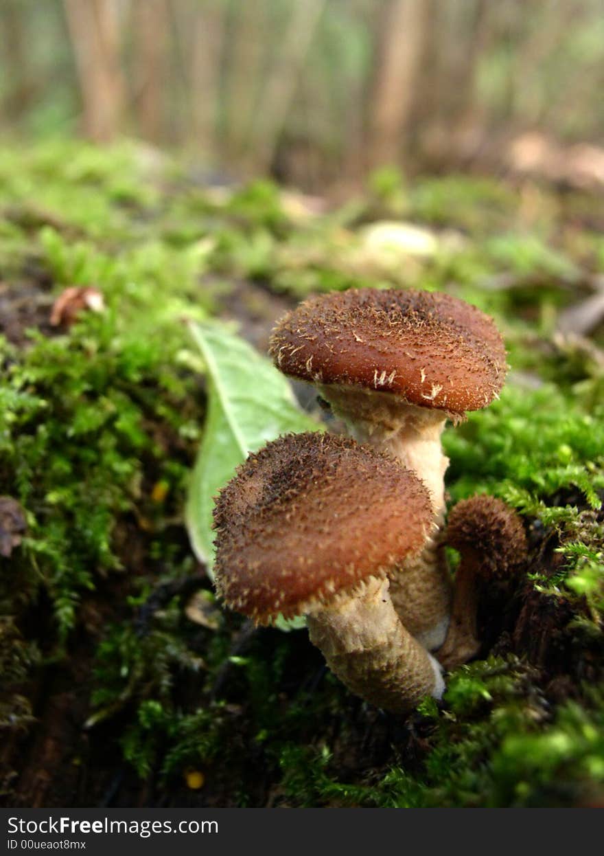 Another photo of this eatable mashrooms. Another photo of this eatable mashrooms