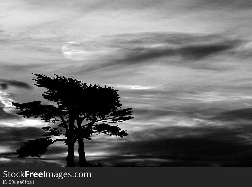 Dark Foreboding Sky Over Cypress Tree