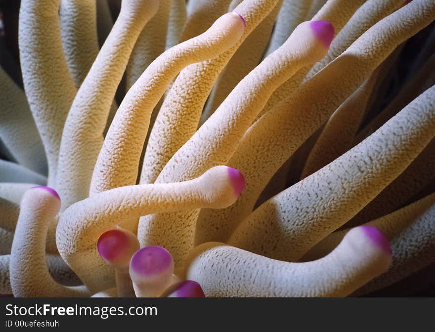 Sea anemone in the Caribbean Sea