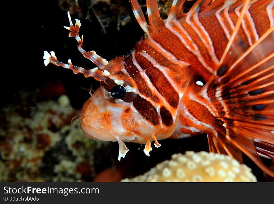 Lionfish