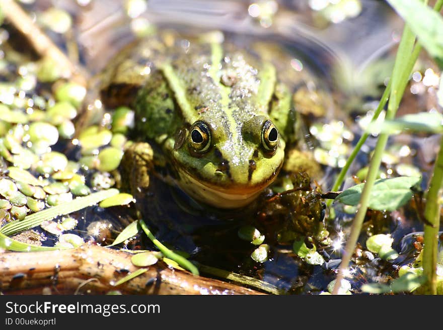 The green frog sits in water in the afternoon