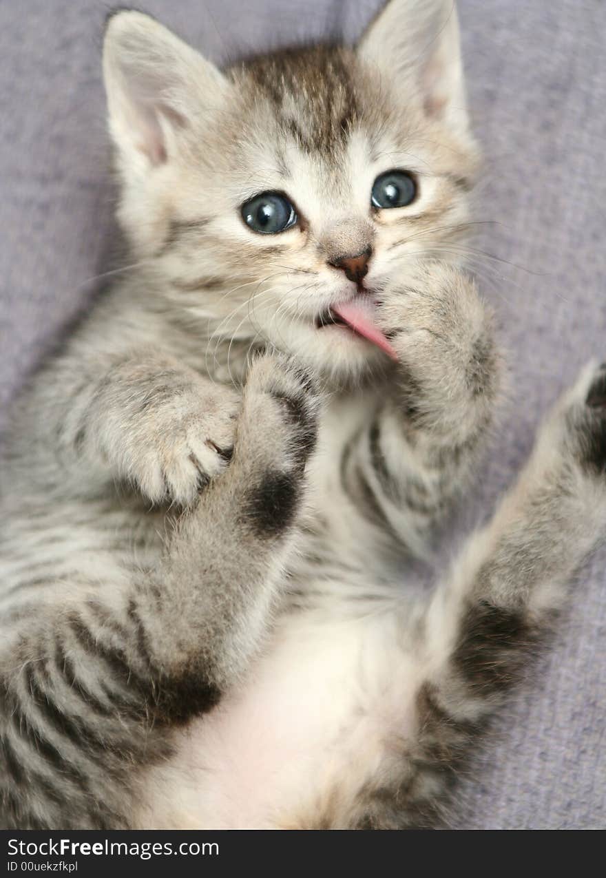 The small grey kitten washes