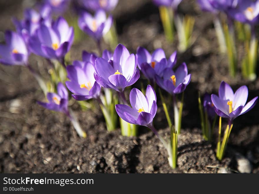 Crocus.