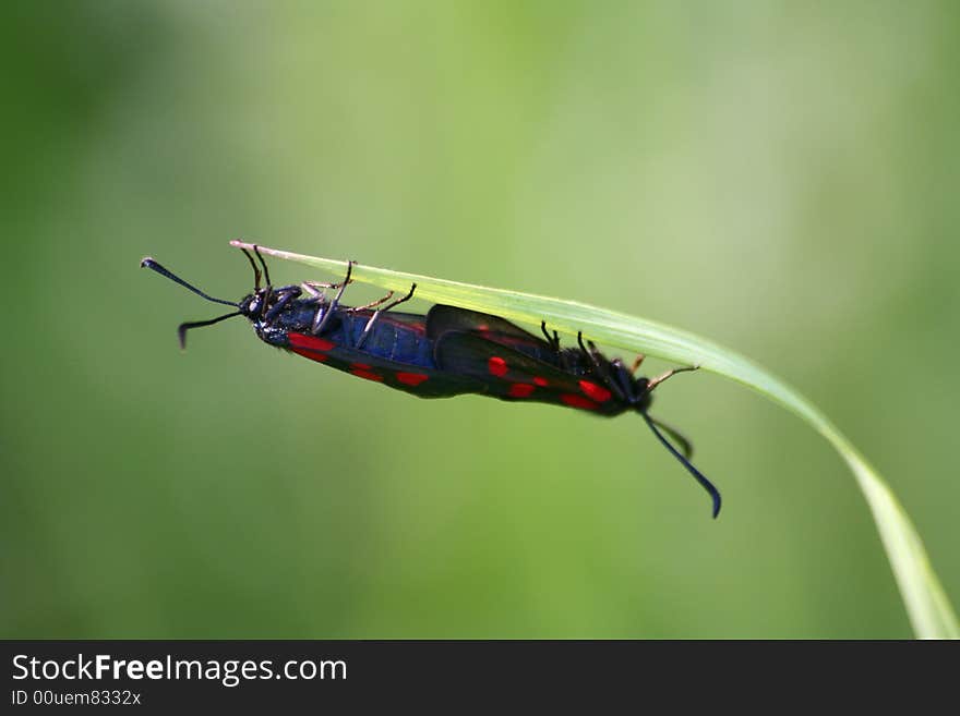 Two Butterflies On A Green Background Together