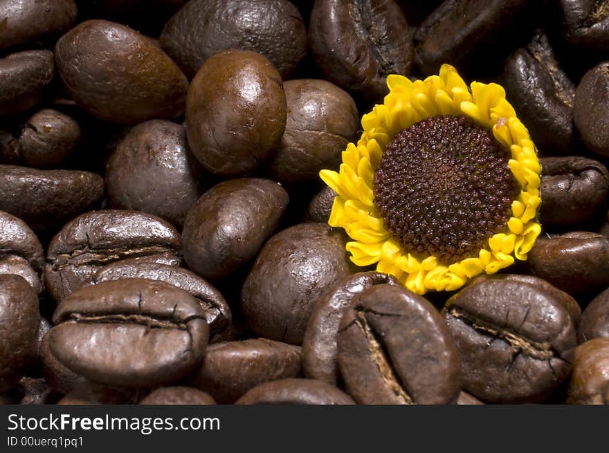 Coffee gives vitality.
Sunflower growing over coffee beans as symbol of vitality