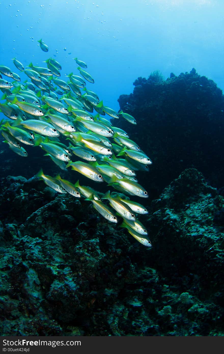 School of yellow tail snapper. School of yellow tail snapper.