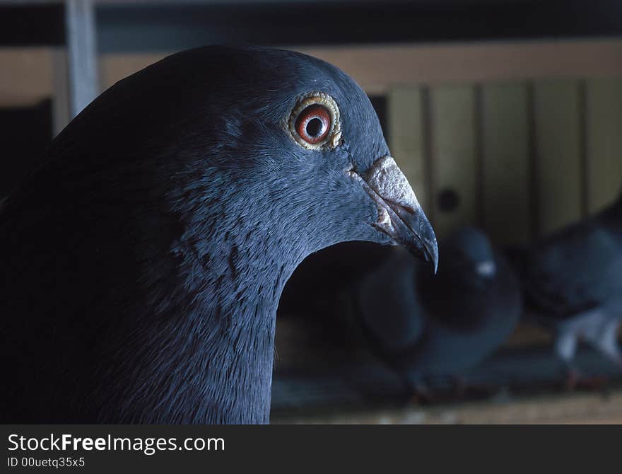 Beautiful mail pigeon in the cage. Beautiful mail pigeon in the cage