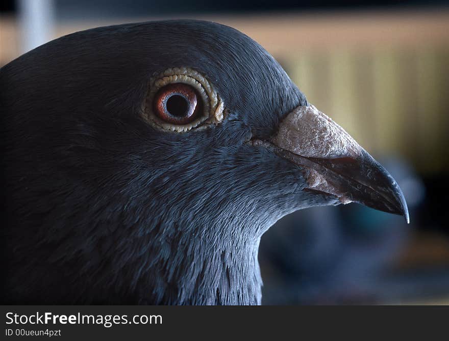 Beautiful mail pigeon in the cage. Beautiful mail pigeon in the cage