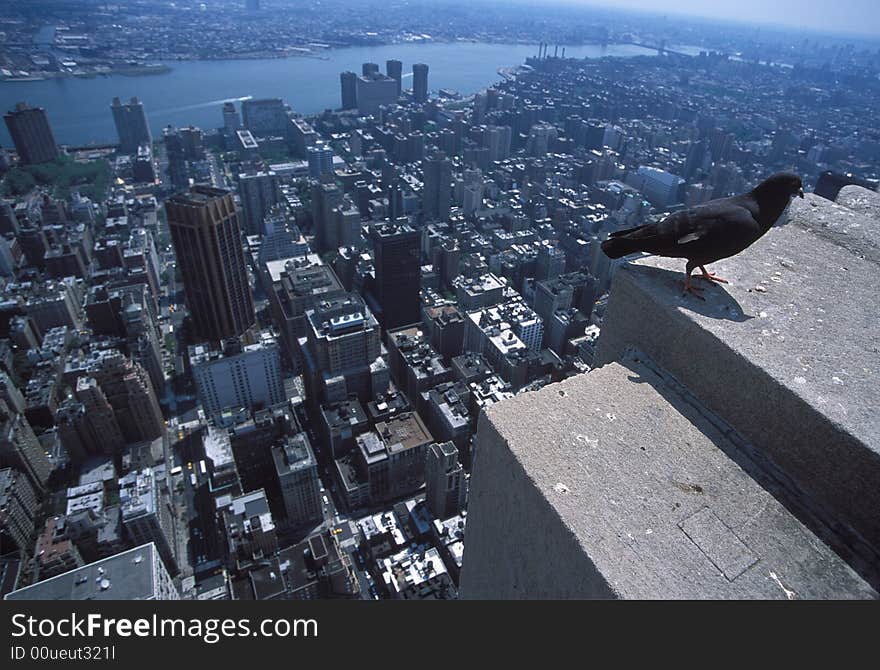 Pigeon and New York from Empire State Building. Pigeon and New York from Empire State Building