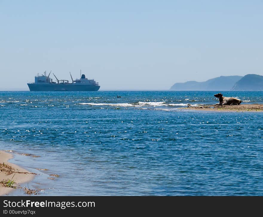 An alone cow on narrow tongue sand among sea. On background is big ship. Sunny day, summer. Russian Far East, Primorye, Japanese sea. An alone cow on narrow tongue sand among sea. On background is big ship. Sunny day, summer. Russian Far East, Primorye, Japanese sea.