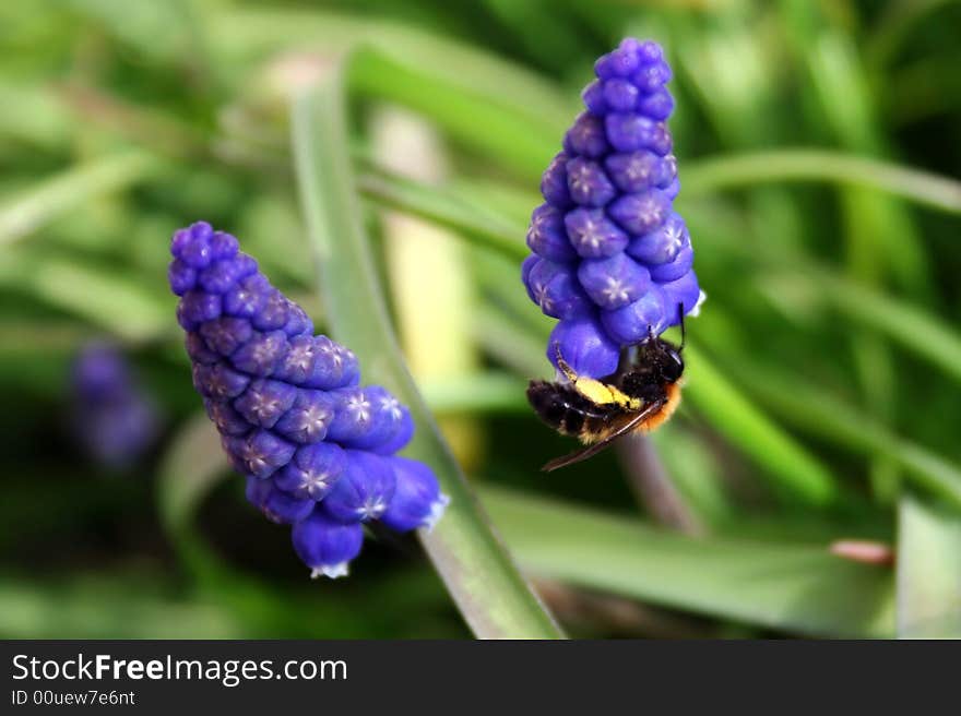 Two blue buds with little bee