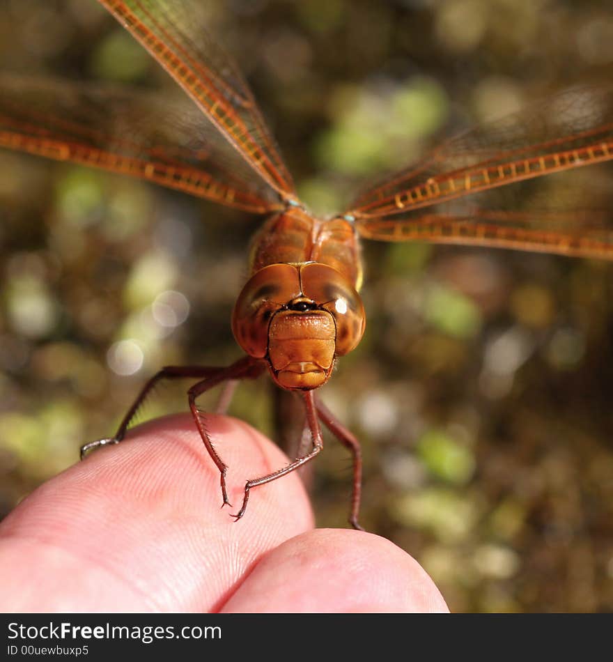 Dragonfly female sitting on hand (Aeshna grandis)