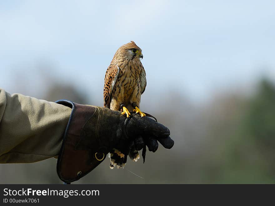 Beautiful falcon on the glove of a falconer. Beautiful falcon on the glove of a falconer