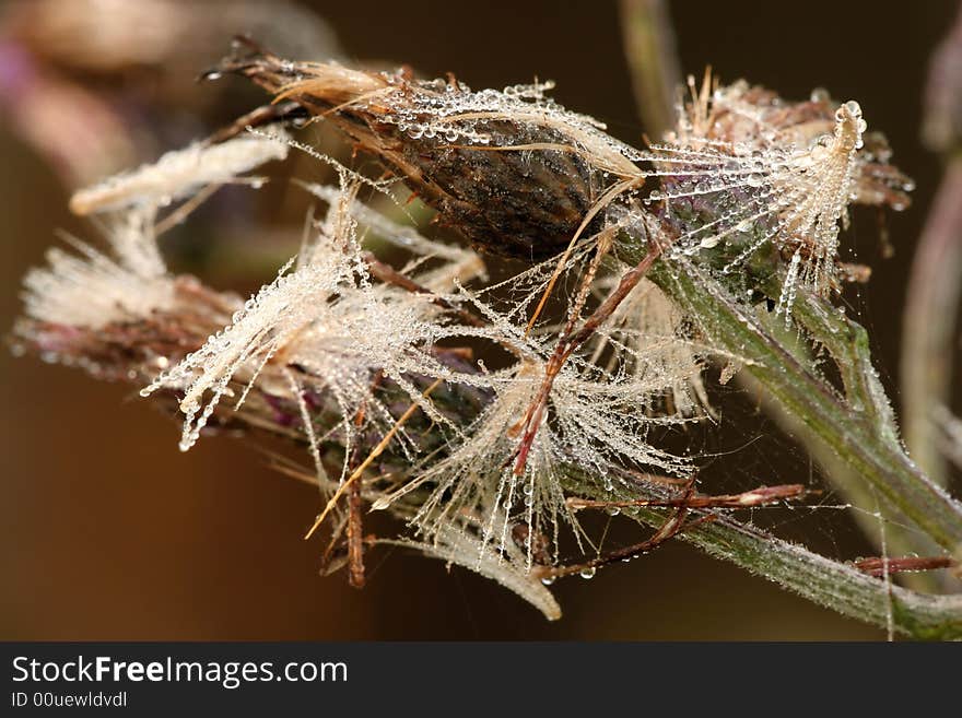 Thistle with dew drops