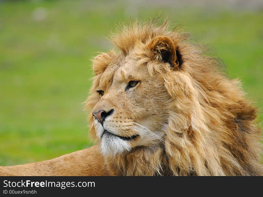 Portrait of a big african male lion