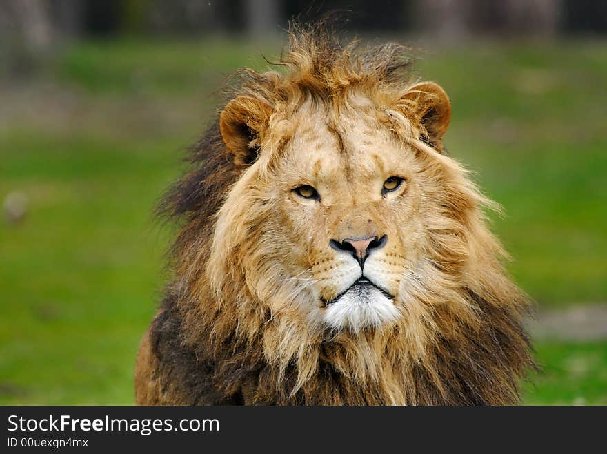 Portrait of a big african male lion