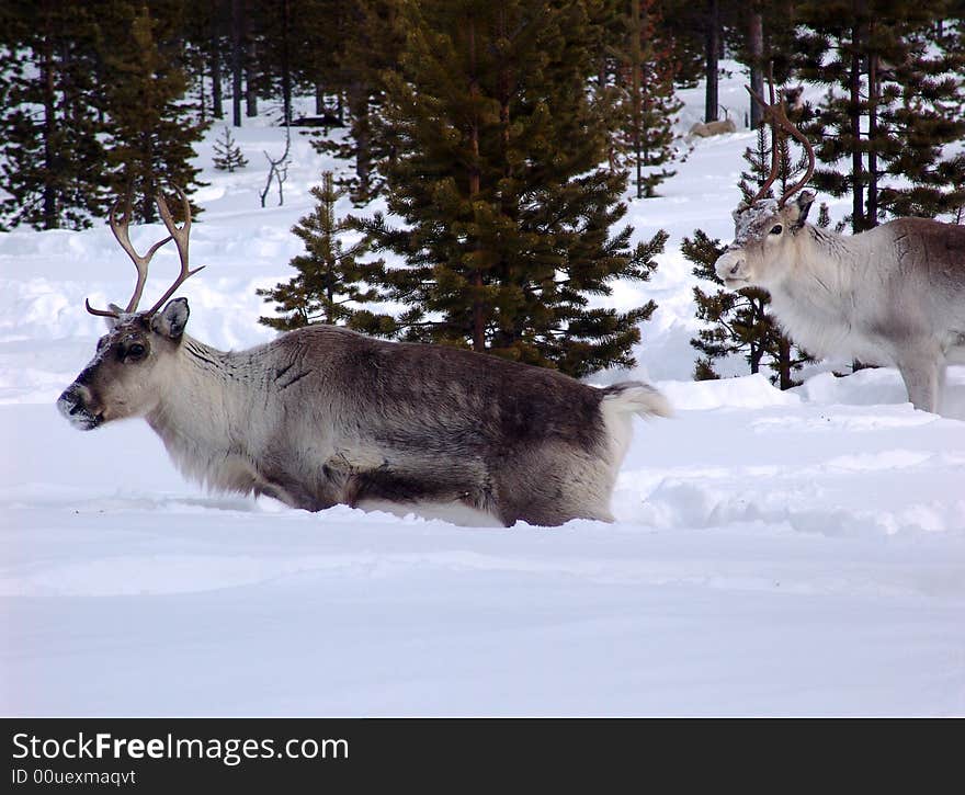 Reindeer