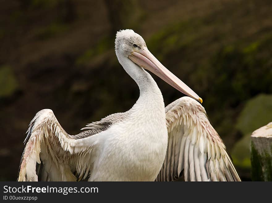 Close-up of a beautiful pelican