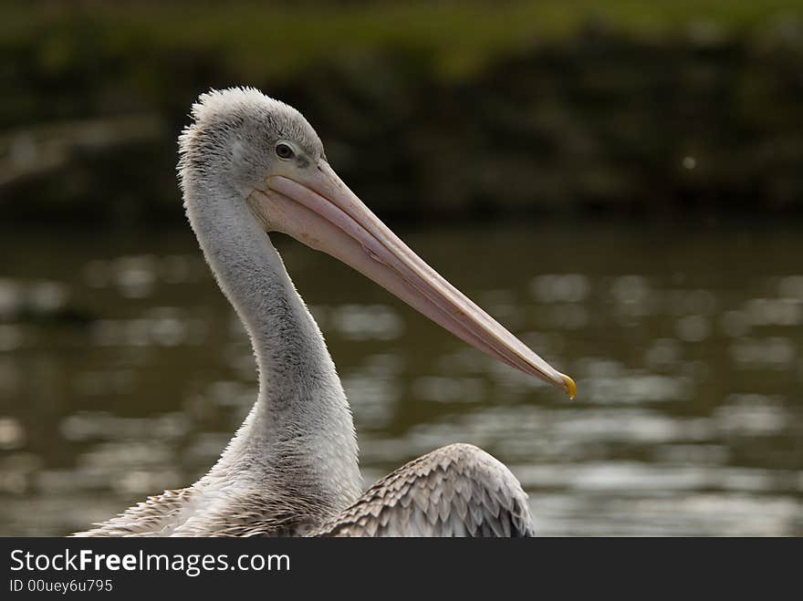 Close-up of a beautiful pelican