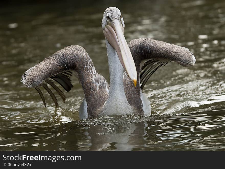 Close-up of a beautiful pelican