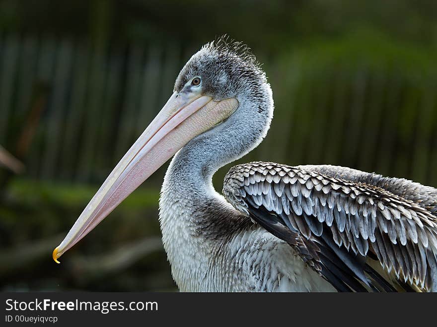 Close-up of a beautiful pelican