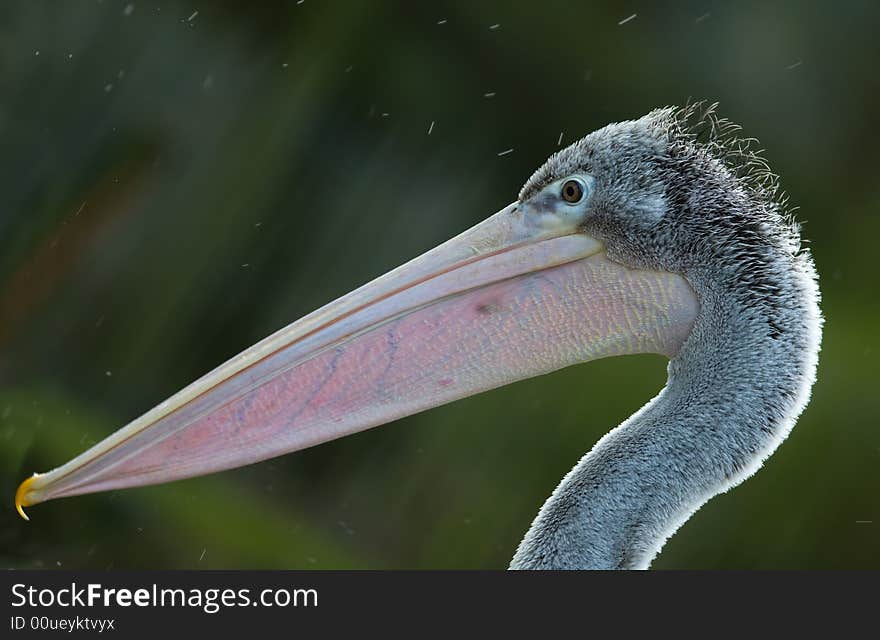 Close-up of a beautiful pelican