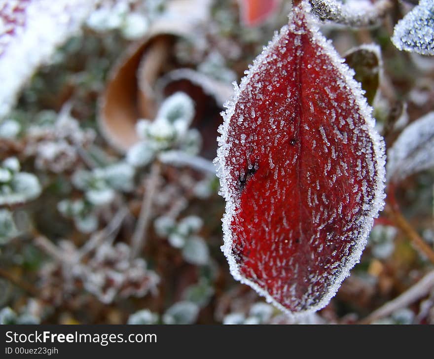 Frozen leaf in my garden. Frozen leaf in my garden