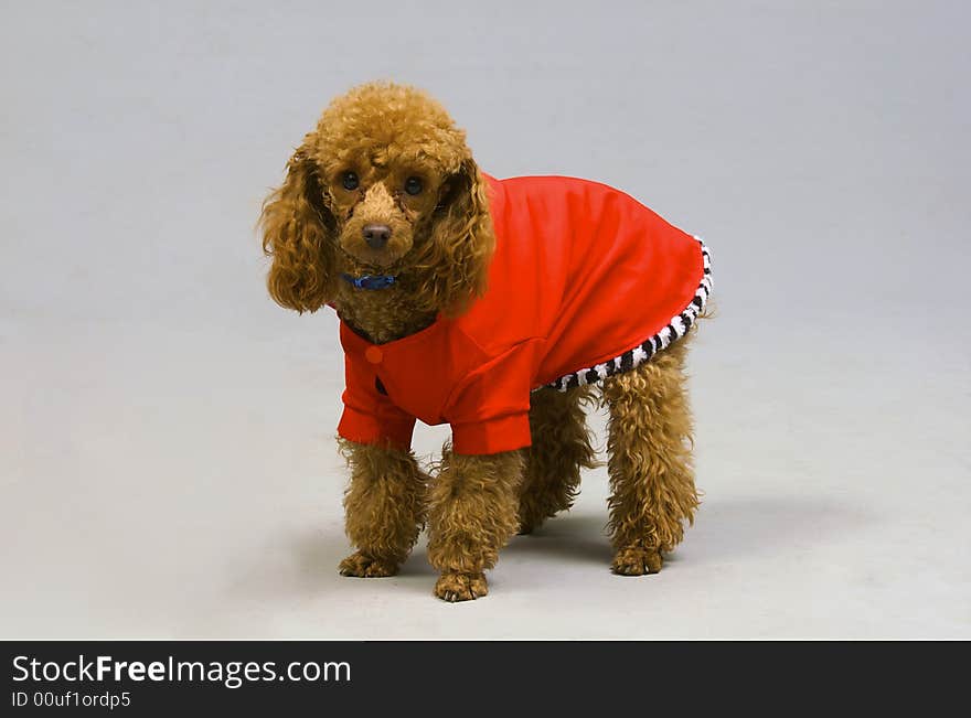 Small poodle in the red clothing