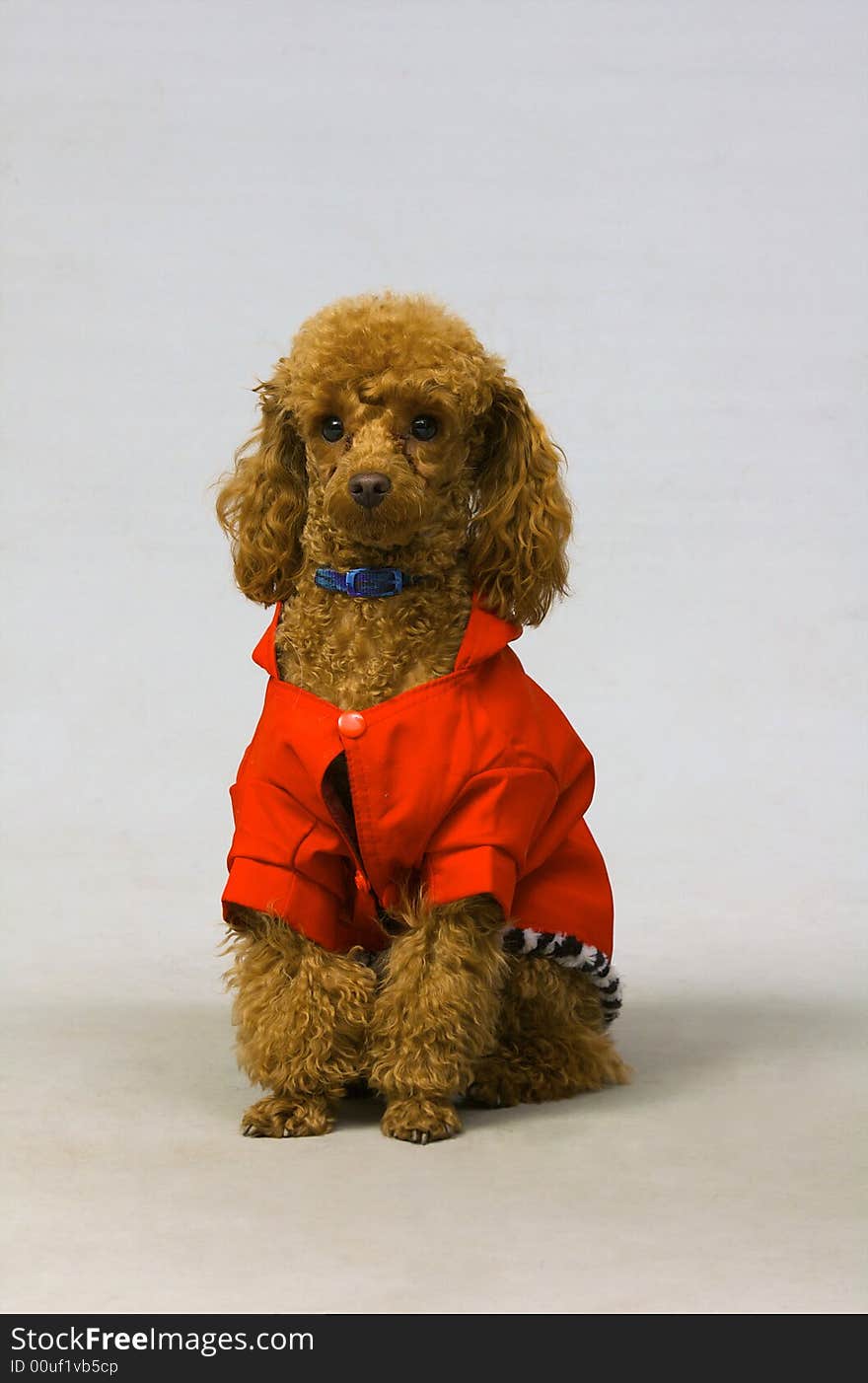 Small poodle in the red clothing