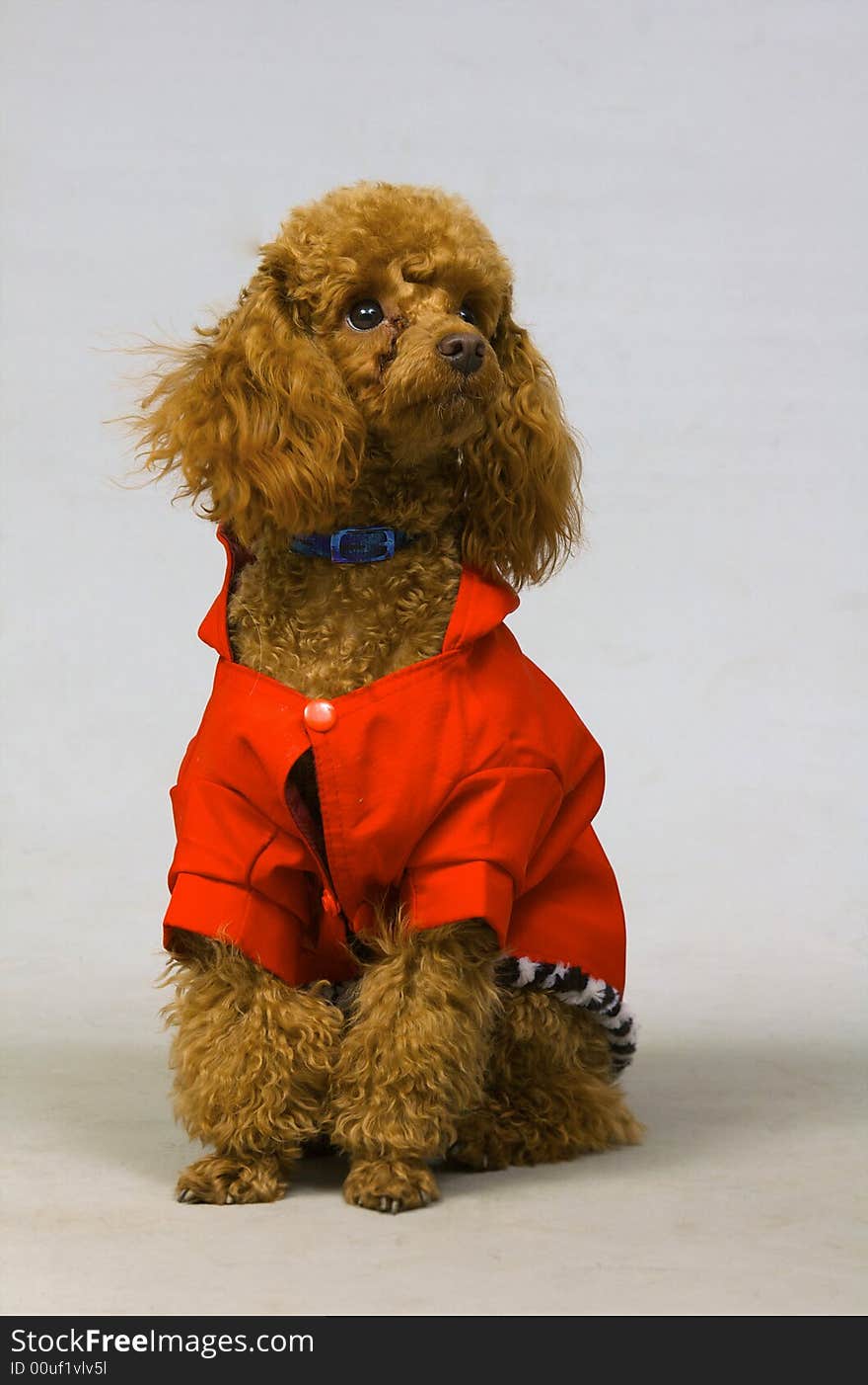 Small poodle in the red clothing