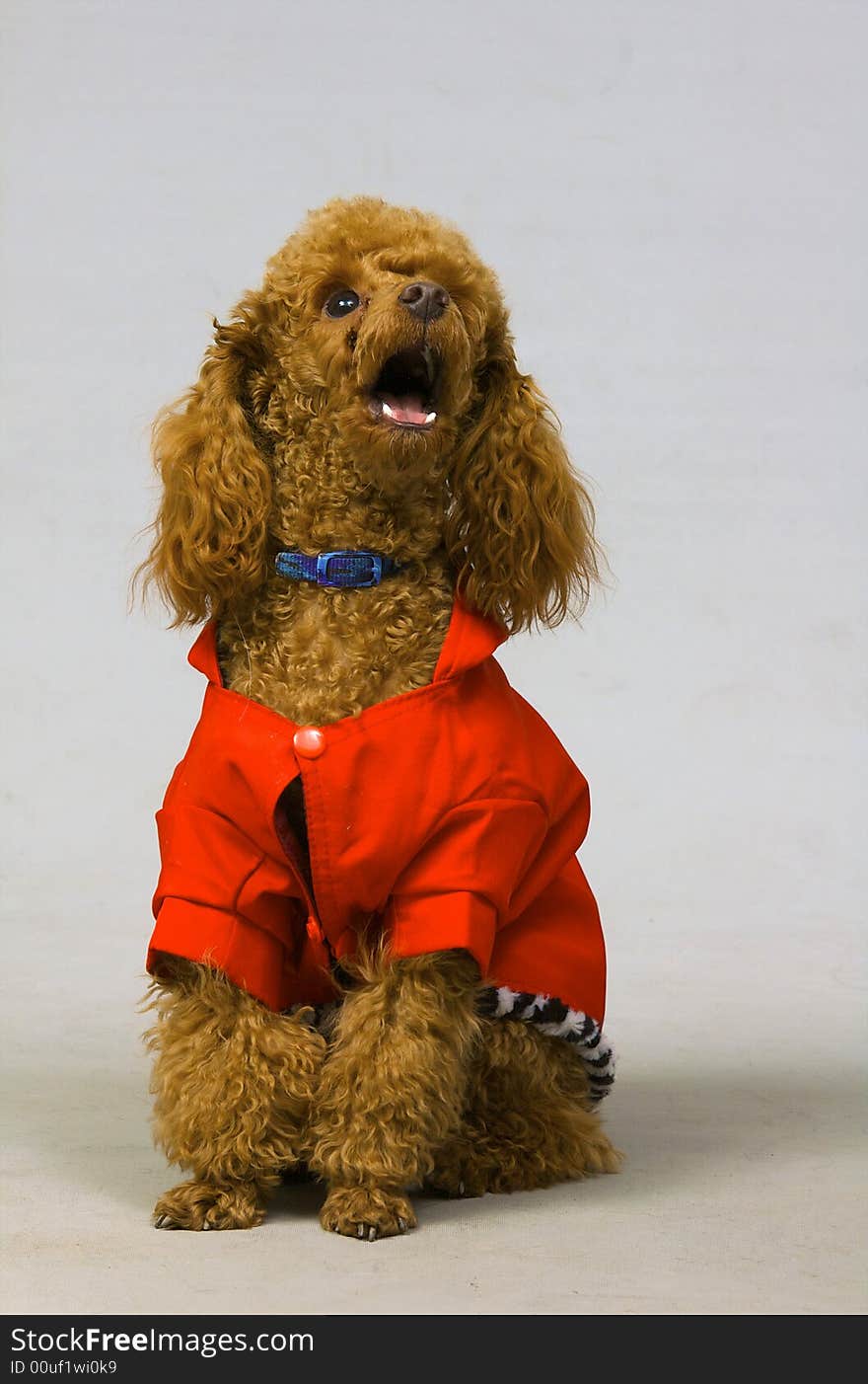 Small poodle in the red clothing