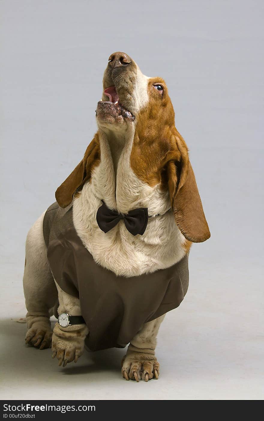 Ridiculous dog in the studio against the gray background