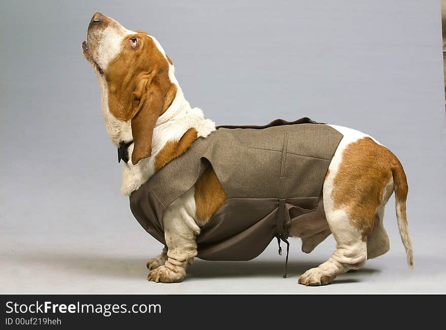 Ridiculous dog in the studio against the gray background