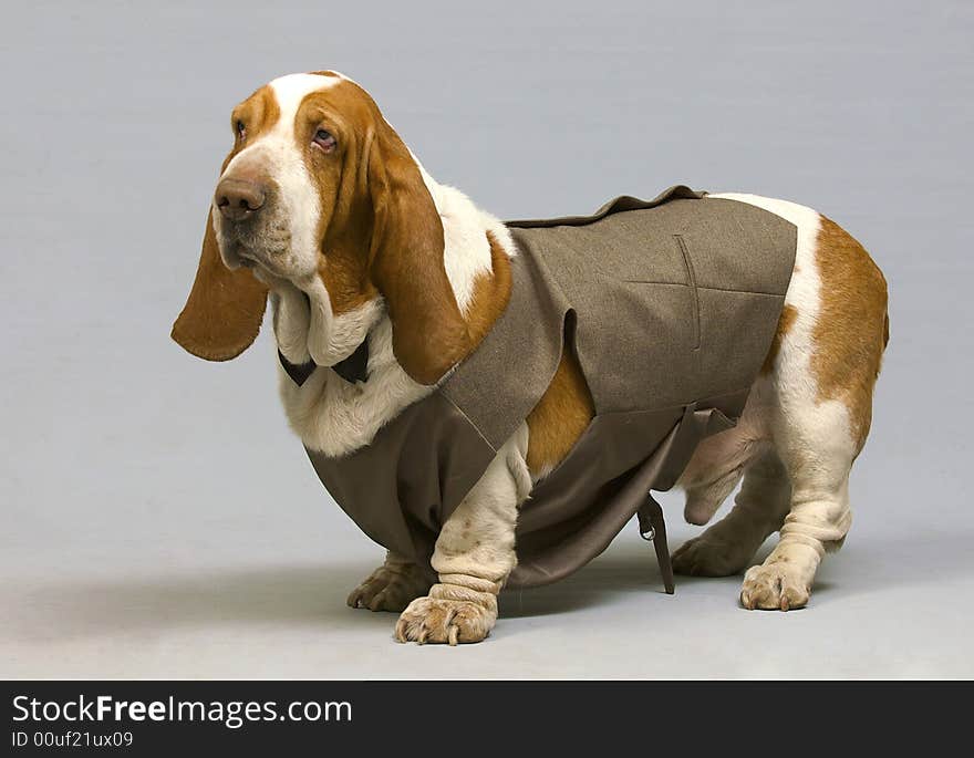 Ridiculous dog in the studio against the gray background