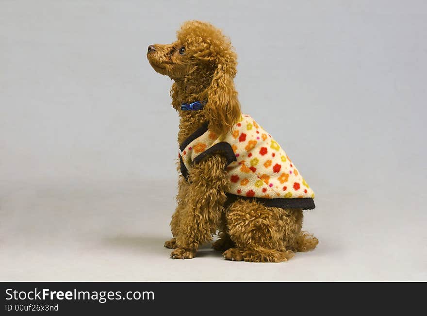 Small Poodle