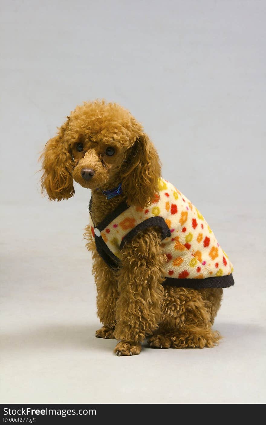 Small poodle in the jacket