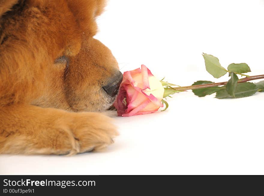 Chow-chow enjoying aroma of the rose, isolated on a white background. Chow-chow enjoying aroma of the rose, isolated on a white background