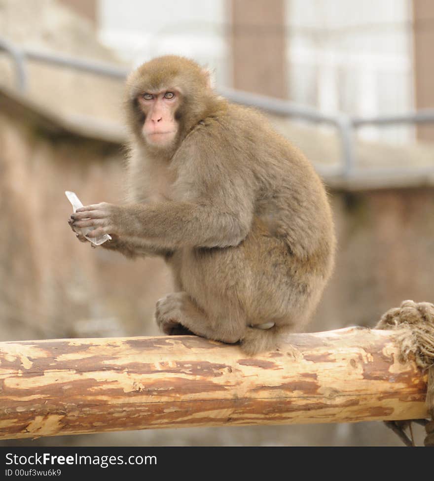 Japanese macaque in the Moscow zoo