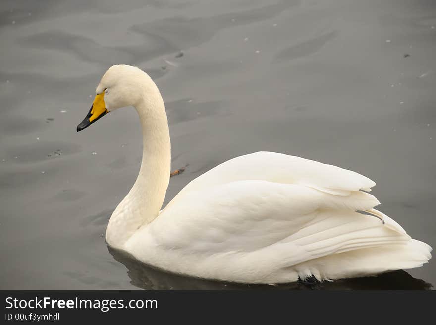 Swan in the Moscow zoo. Swan in the Moscow zoo