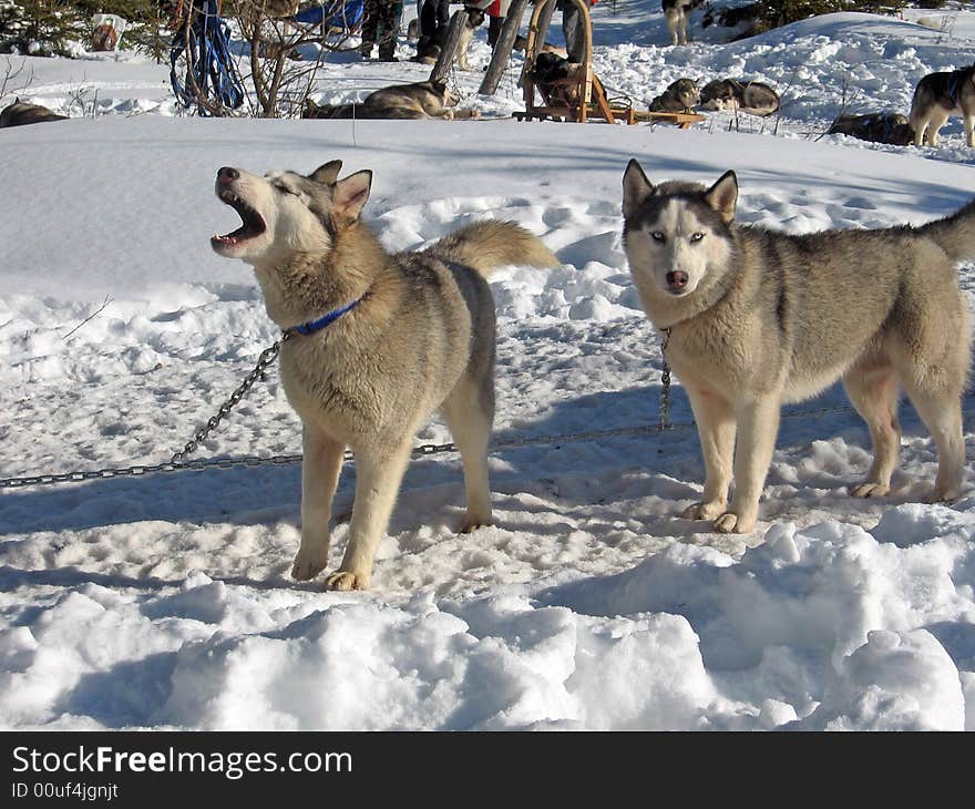 Husky dogs at winter in the snow