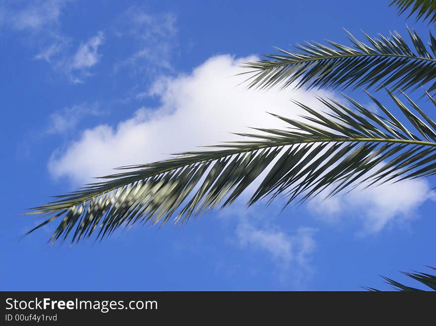 Palm branch on a background of the sky with a cloud