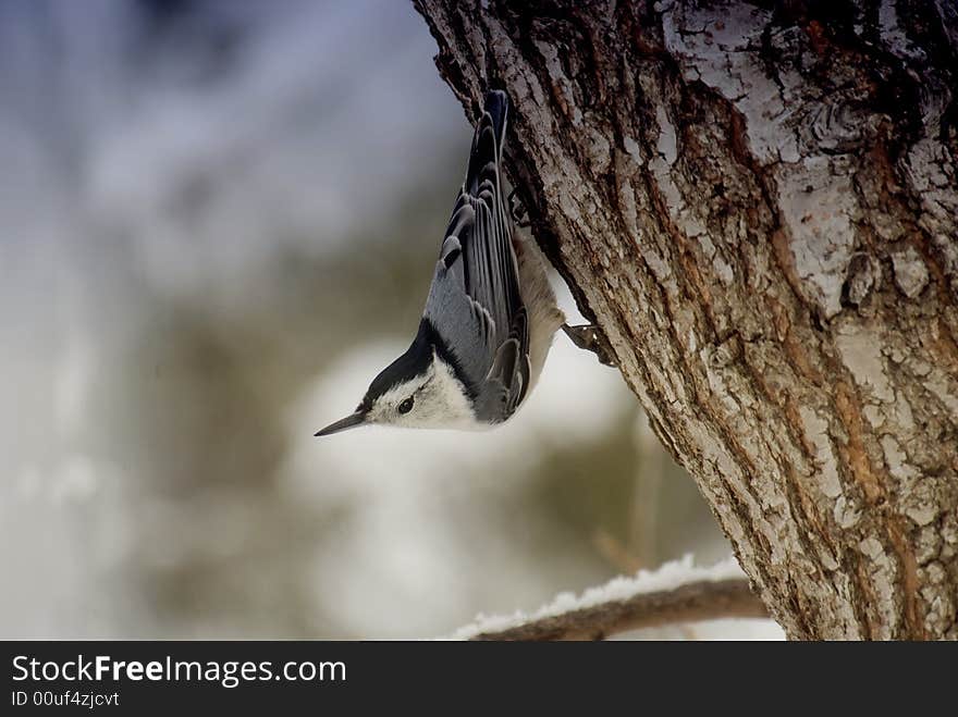 Nuthatches are found in coniferous forest but will show up at your backyard feeders, they are small blue gray upper-parts,pale rusty underparts. Nuthatches are found in coniferous forest but will show up at your backyard feeders, they are small blue gray upper-parts,pale rusty underparts.