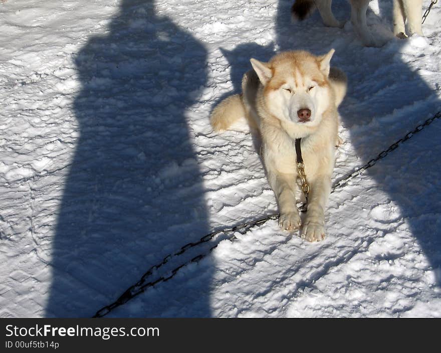 Husky dog at winter in the snow