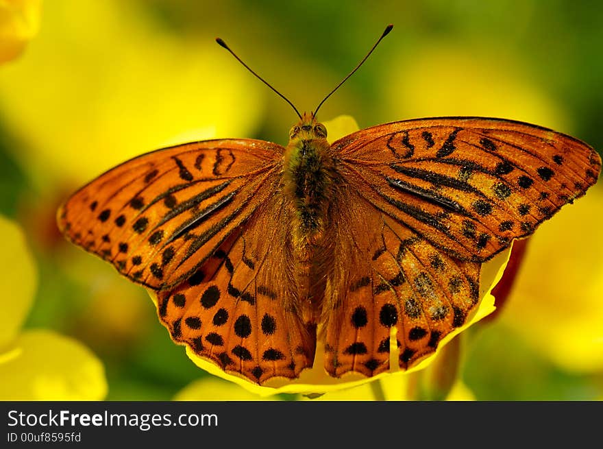 Brown butterfly on yellow flower macro shot. Brown butterfly on yellow flower macro shot