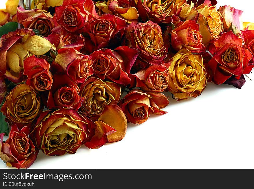 A lot of dry roses for background. A lot of dry roses for background