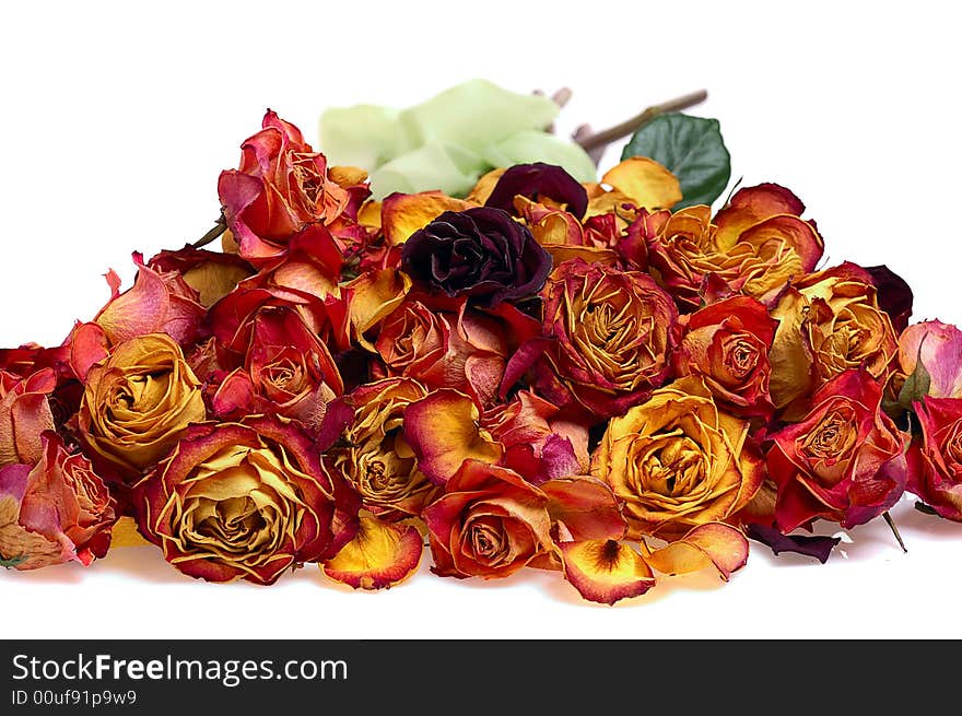 A lot of dry roses for background. A lot of dry roses for background